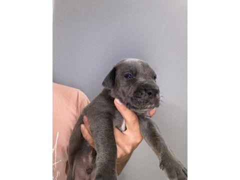 Mükemmel cane corso yavrular