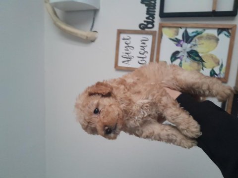 3 aylık toy poodle yavrumuz