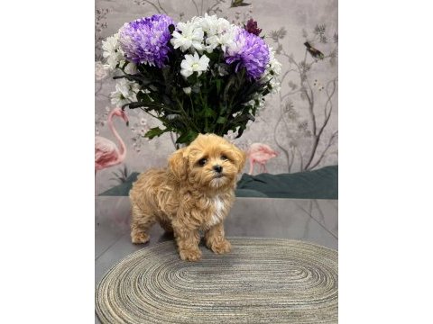 Maltipoo bebeklerimiz