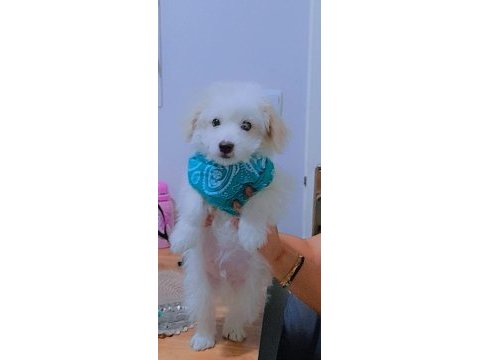 Terrier erkek köpeğimiz