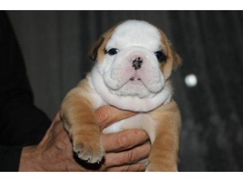 Sitenin en güzel ingiliz bulldog bebekleri