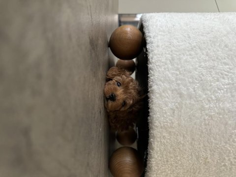 Anne altından a kalite toy poodle