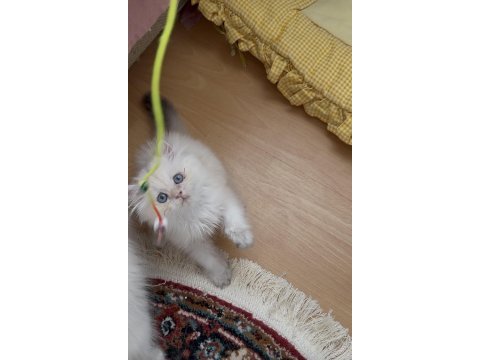 Safkan british longhair yavrular