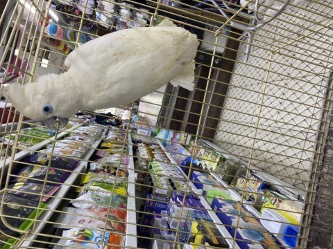 Gerçek kakadu yavruları (el besleme)