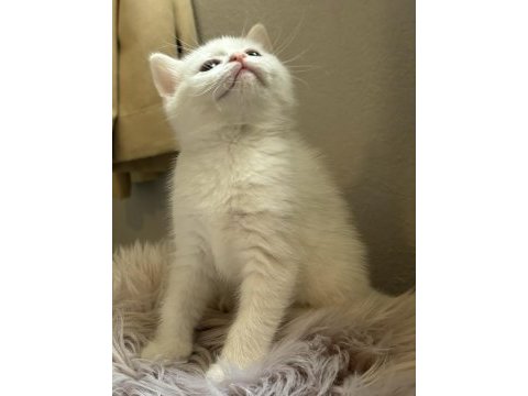 2 aylık british shorthair
