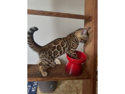 Ozyleopard bengal kittens