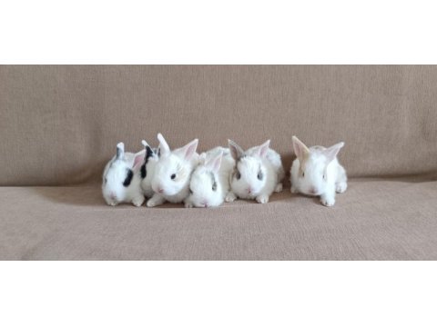 25 günlük sevimli tavşan yavruları (tamamen insancıl)