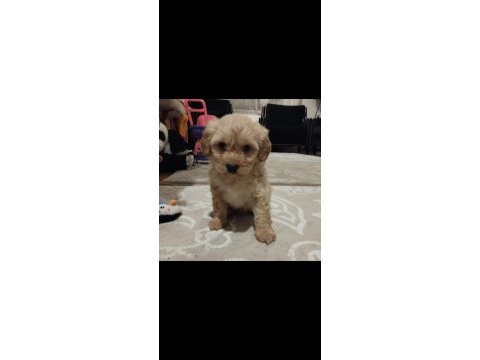 Safkan maltipoo 2,5 aylık dişi maltipoo