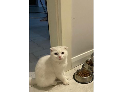 Kedimiz acil yuva arıyor