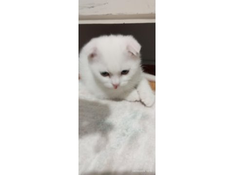 Minik british yaramazlar