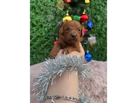 Toy poodle bebek köpeklerimiz
