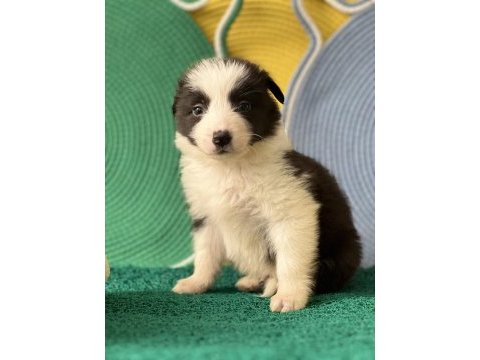 Zeka küpü border collie yavrular