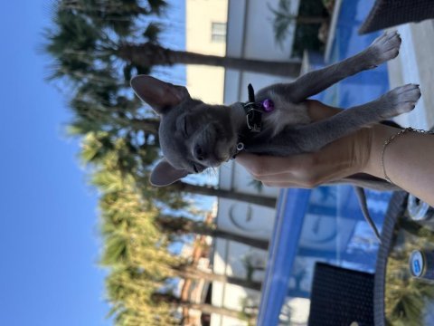 4 aylık chihuahua yavrumuz sahiplendirilecektir