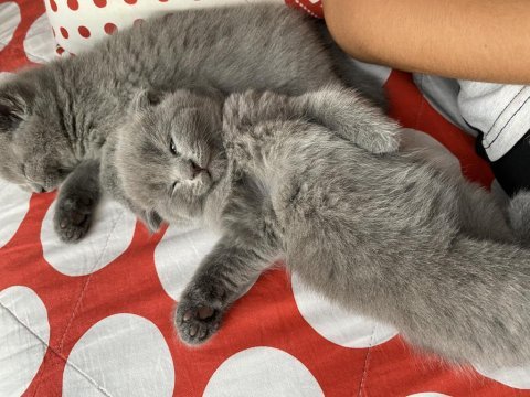 Oyuncu british shorthair yavru bebekler