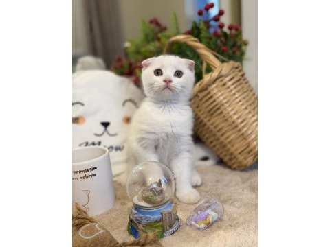 Dişi scottish fold bebeklerimiz