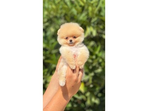 Pati ver pomeranian sizler için burada