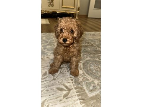 Toy poodle köpeği