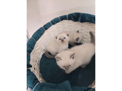 Scottish fold ve british shorthair blue point yavrular