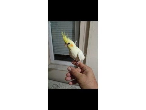 Yavru sultan papağanı bebek