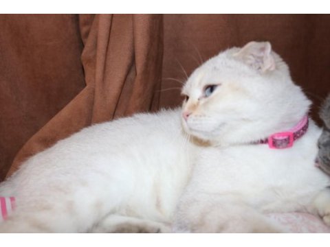 İzmir kedi sahiplendirilcektir