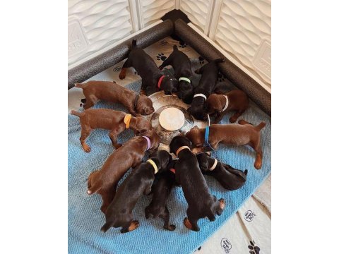 Eğitim ve bakım destekli doberman köpekler