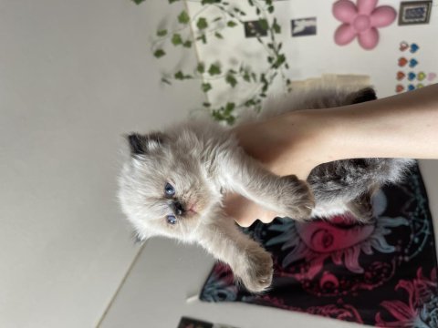 2 aylık safkan exotic shorthair yavrular