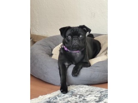 Pug kızımız dora
