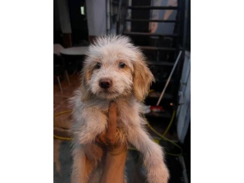 Maltipoo köpekleri