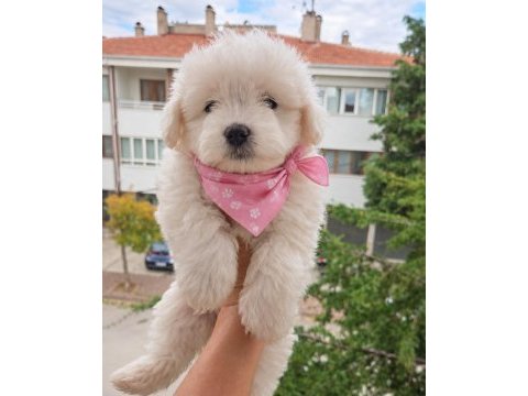 Maltese terrier yavrularımız