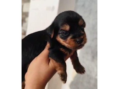 Dişi 25 günlük yorkshire terrier 20 gün sonra teslim