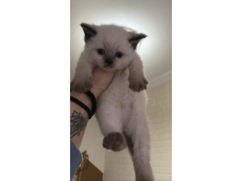 Scottish ve british shorthair 45 günlük