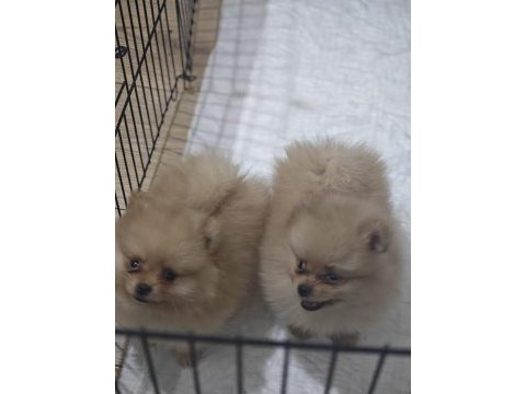 Pomeranian yavrularımız
