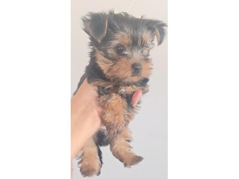 Orjinal yorkshire terrier mini minnacıklar