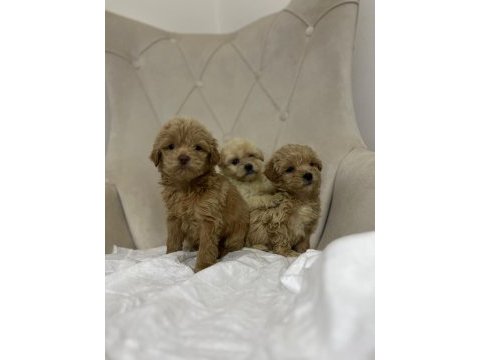 Maltipoo kapıda ödeme ve kredi kartı imkânı mevcuttur