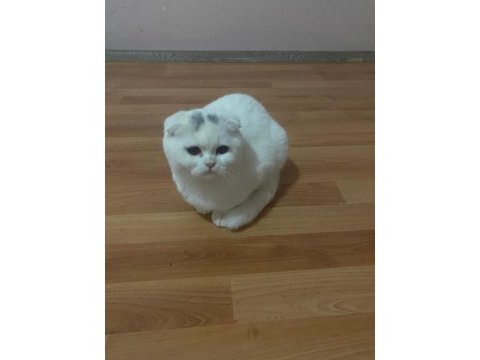 Scottish fold kedilerimiz