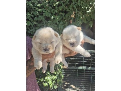 Chow chow bebeklerimiz