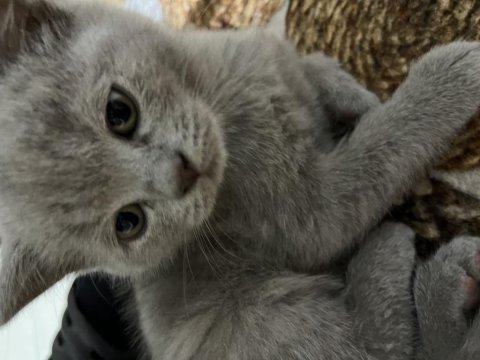 2 aylık british shorthair şekerler sahiplerini bekliyor