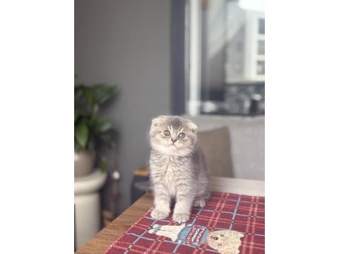 Scottısh fold ayı surat yavrularım 