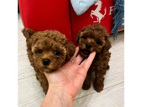 Toy poodle yavruları