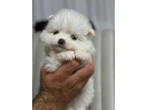 Pomeranian boo köpeklerimiz