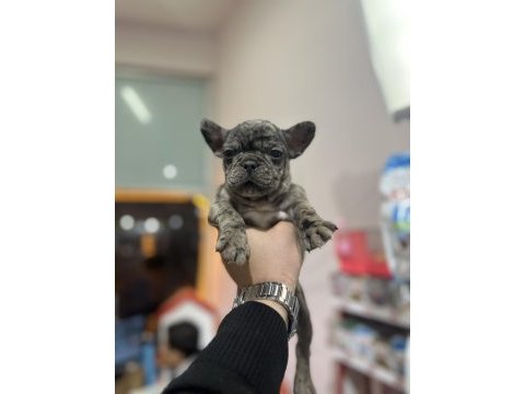 Safkan a kalite french bulldog yavrular