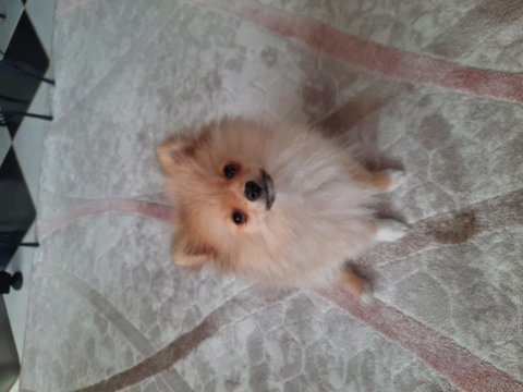 Pomeranian 4 aylık erkek