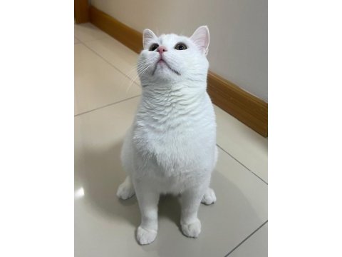British shorthair 1 yaşında