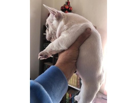 Lilac tan platium micro french bulldog