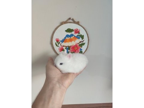 Cüce tavşan