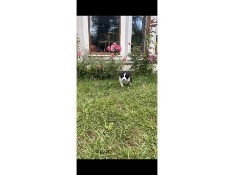 Anne baba şrc li orjinal border collie yavru sahiplendirme
