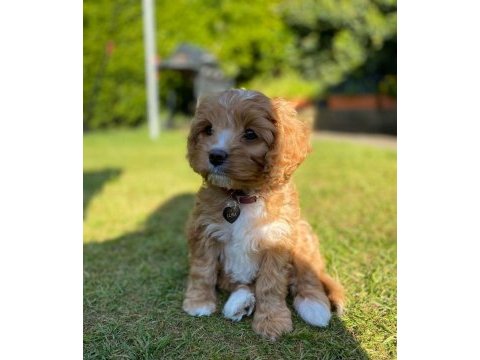 Kg garantili maltipoo bebeklerimiz