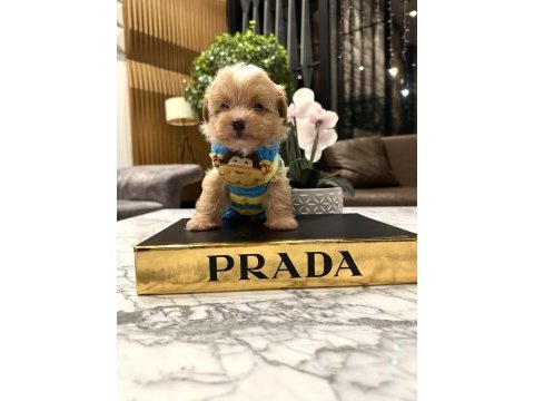O dil hep dışarıda muhteşem surat maltipoo oğlum rico