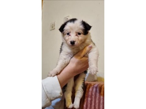Özel maske border collie yavrularımız