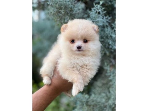 Safkan ve ırk garantili pomeranian yavrularımız